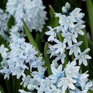 Пушкиния Либанотика (Puschkinia scilloides var libanotica), 25 шт (разбор 5/6) - картинка 2