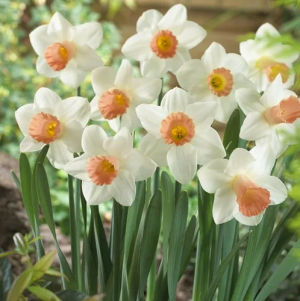 Нарцисс Пинк Силк (Pink Silk), 5 шт (разбор 12/14) - картинка 2